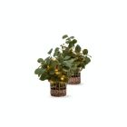 Alternate image 3 for Bee & Willow&trade; 16-Inch Faux Lighted Greenery Arrangement with Rattan Basket