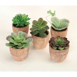 Melrose Set of 5 Brown and Green Southwestern Succulent Plants with Terracotta Pots 7.5\