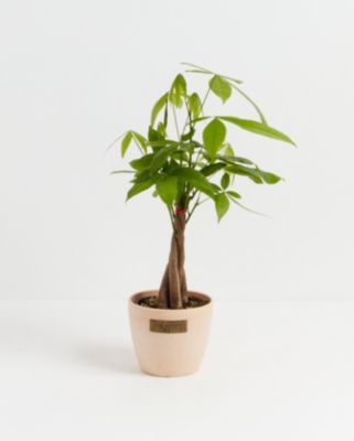 Lively Root Small Money Tree in Macadamia Eco Pot, Live 4 in Indoor Houseplant