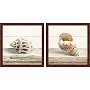 Great Art Now Driftwood Shell A by Danhui Nai 13-Inch x 13-Inch Framed Wall Art (Set of 2)
