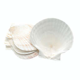 Nantucket Seafood Baking Shells 5\