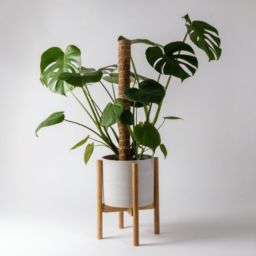 Kanso Designs Adjustable Plant Stand Wooden Bamboo, Mid Century Modern Natural Light Brown Plant Stand, Extendable Planter Stand, 8\