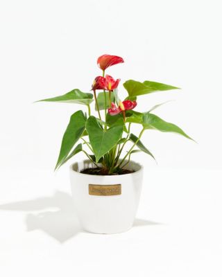Lively Root Small Flamingo Flower in Coconut Eco Pot, Live 4 in Indoor Houseplant