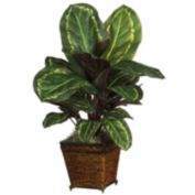 Nearly Natural Maranta with Basket Silk Plant, Green