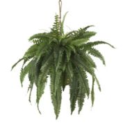 HomPlanti Large Boston Fern Hanging Basket