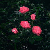 Infinity Merch Solar Powered Garden Stake Rose Lights 5 Rose Flower Light (1 Pack-Pink)