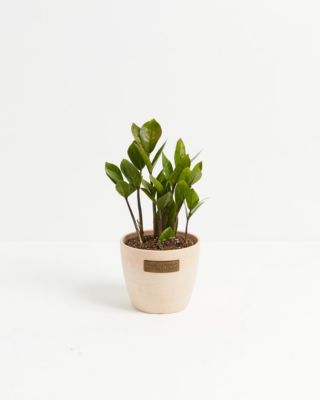 Lively Root Small ZZ Plant in Macadamia Eco Pot, Live 4 in Indoor Houseplant