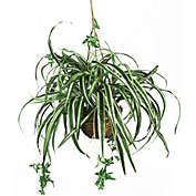 Nearly Natural Spider Hanging Basket Silk Plant, Green