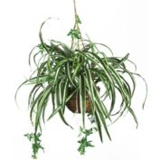 Nearly Natural 2.25' Artificial Spider Silk Plant with Hanging Basket