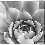 Great Art Now Garden Succulent III by Laura Marshall 24-Inch x 24-Inch Canvas Wall Art