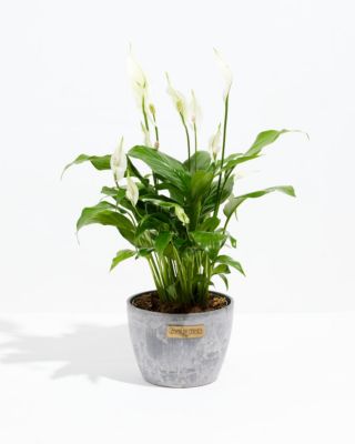 Lively Root Medium Peace Lily in Earl Grey Eco Pot, Live 6 in Indoor Houseplant