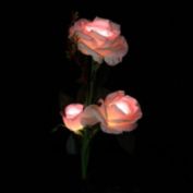 Kitcheniva Solar Power Rose Flower Garden Landscape Fairy Lamp Pink Rose