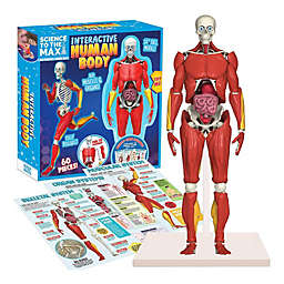 Be Amazing Interactive Human Body Kit