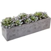 Nearly Natural Succulent Garden with Textured Concrete Planter