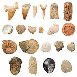 Okuna Outpost 20 Pack Real Fossils and Dinosaur Bones from Morocco, Trilobite, Orthoceras, Shark Tooth, Ammonite