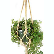 Primitive Planters Natural Knotted Rope Hanger for Hanging Baskets, 36"