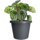 Alternate image 1 for The HC Companies Prima Round Plastic In/Outdoor Flower Pot Planter, Gray 12 in