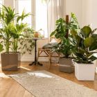 Alternate image 1 for Lechuza USA 12" Red Cube Planter with Water Reservoir