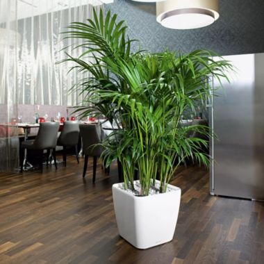 Lechuza USA 17" Black Quadro Planter with Water Reservoir. View a larger version of this product image.