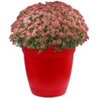 Alternate image 1 for The HC Companies Outdoor/Indoor Plastic Planter Eclipse, Red, 6''