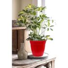 Alternate image 2 for The HC Companies Outdoor/Indoor Plastic Planter Eclipse, Red, 6''