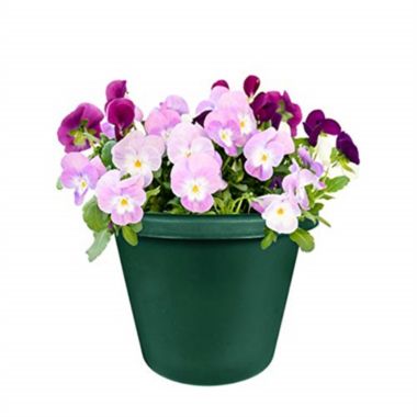 The HC Companies (#LIA08000B9) Classic Garden Planter, 8 - Evergreen. View a larger version of this product image.