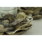 Alternate image 2 for Things2Die4 Natural Oyster Shell and Glass Tealight Candle Holder Set of 2