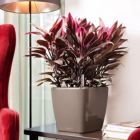 Alternate image 3 for Lechuza USA 11" Red Quadro Planter with Water Reservoir