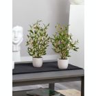 Alternate image 1 for Nearly Natural Set of 2 Artificial Silk Olive Tree with White Vase 18"