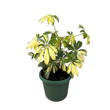 Discount Trends Live Dwarf Umbrella Tree - Premium Tropical Plant For Home, Perfect for Indoor or Outdoor Growing - Schefflera Arboricola - 8-12 Inches, Ships In Planter. View a larger version of this product image.