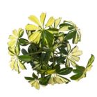 Alternate image 1 for Discount Trends Live Dwarf Umbrella Tree - Premium Tropical Plant For Home, Perfect for Indoor or Outdoor Growing - Schefflera Arboricola - 8-12 Inches, Ships In Planter