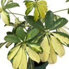 Alternate image 2 for Discount Trends Live Dwarf Umbrella Tree - Premium Tropical Plant For Home, Perfect for Indoor or Outdoor Growing - Schefflera Arboricola - 8-12 Inches, Ships In Planter