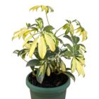 Alternate image 3 for Discount Trends Live Dwarf Umbrella Tree - Premium Tropical Plant For Home, Perfect for Indoor or Outdoor Growing - Schefflera Arboricola - 8-12 Inches, Ships In Planter