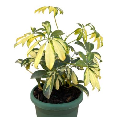 Discount Trends Live Dwarf Umbrella Tree - Premium Tropical Plant For Home, Perfect for Indoor or Outdoor Growing - Schefflera Arboricola - 8-12 Inches, Ships In Planter. View a larger version of this product image.