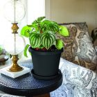 Alternate image 2 for The HC Companies Prima Round Plastic In/Outdoor Flower Pot Planter, Black, 6 in