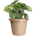 Alternate image 1 for The HC Companies Prima Round Plastic In/Outdoor Flower Pot Planter, Sandstone 8 in