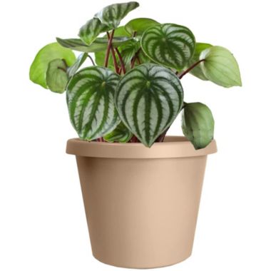 The HC Companies Prima Round Plastic In/Outdoor Flower Pot Planter, Sandstone 8 in. View a larger version of this product image.