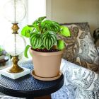 Alternate image 2 for The HC Companies Prima Round Plastic In/Outdoor Flower Pot Planter, Sandstone 8 in