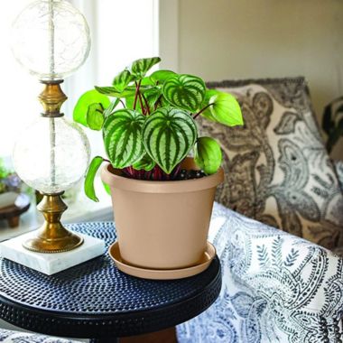 The HC Companies Prima Round Plastic In/Outdoor Flower Pot Planter, Sandstone 8 in. View a larger version of this product image.