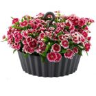 Alternate image 1 for Tree Nest (#122637) Sunny Hanging Lace Pattern Planter Round, Anthracite - 10&reg;