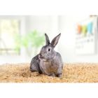 Alternate image 3 for PetsPick Kiln Dried Soft Pine Bedding For Small Pets, 24L