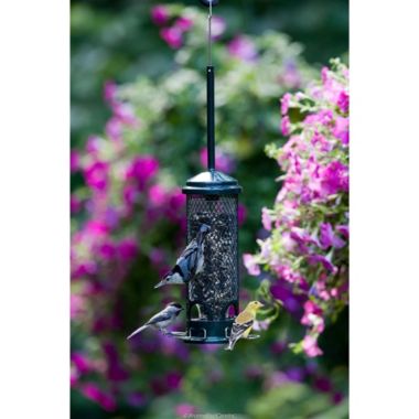 Brome Squirrel Buster Mini Bird Feeder, Squirrel Proof. View a larger version of this product image.