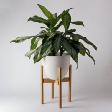 Kanso Designs Adjustable Plant Stand Wooden Bamboo, Mid Century Modern Natural Light Brown Plant Stand, Extendable Planter Stand, 8" - 12" Plant Pot Stand. View a larger version of this product image.