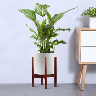 TQS Adjustable Plant Stand Holder Rack. View a larger version of this product image.