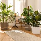 Alternate image 2 for Lechuza USA 20" Red Glossy Cube Planter with Water Reservoir