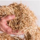 Alternate image 2 for HealthiStraw GardenStraw Mini, For Garden Insulation, Mulch, Potting Medium, Animal Bedding, Grass Seed Growing, Organic, .5 CF Bag