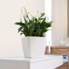 Alternate image 1 for Lechuza USA 11" White Quadro Premium Planter with Water Reservoir