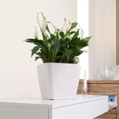 Lechuza USA 11" White Quadro Premium Planter with Water Reservoir. View a larger version of this product image.