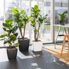 Alternate image 2 for Lechuza USA 11" White Quadro Premium Planter with Water Reservoir