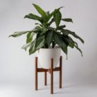 Alternate image 1 for Kanso Designs Adjustable Plant Stand - Dark Brown, Mid Century Modern Dark Brown Wooden Plant Stand, Extendable Planter Stand, 8" to 12" Plant Pot Stand Active